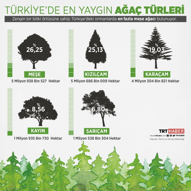 16 yılda 4 milyar 300 milyon fidan dikildi